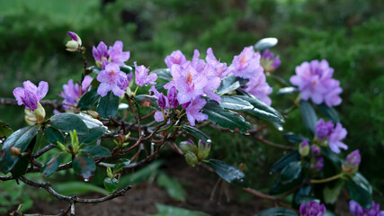 Rhododendron blooming flowers in the spring garden after rain. Flower background. Selective focus.