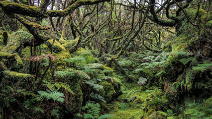 The landscape of Terceira island in the Azores - obrazy, fototapety, plakaty