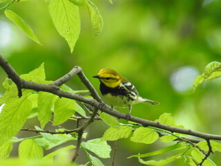 Black-throated Green Warbler
