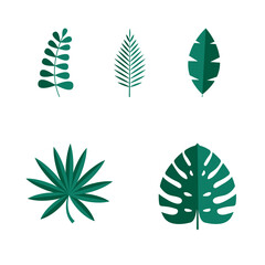 Set of Summer tropical leaves isolated on white background. Vector illustration