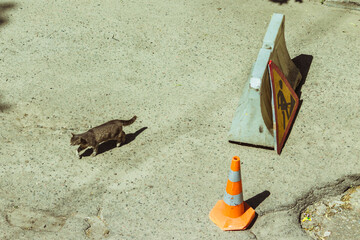 The cat walks along an emergency section of the road with holes, which is fenced with road signs.