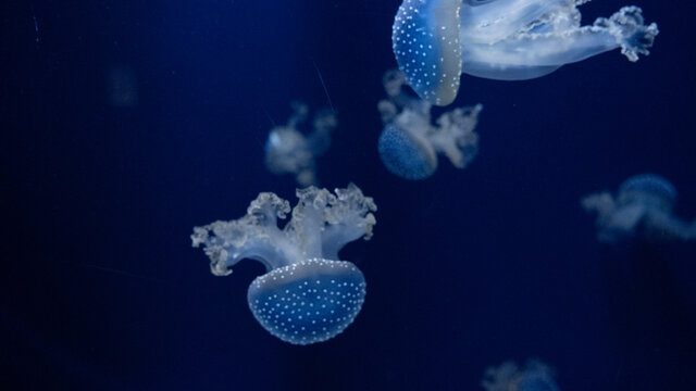 Jelly Fish In Aquarium