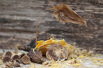 vanitas still life on a wooden background