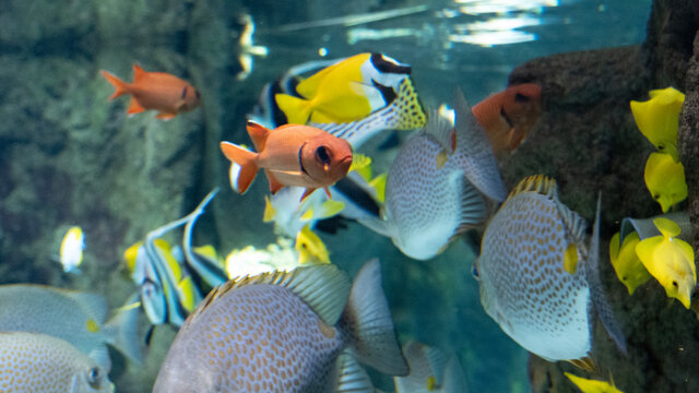 fish in aquarium