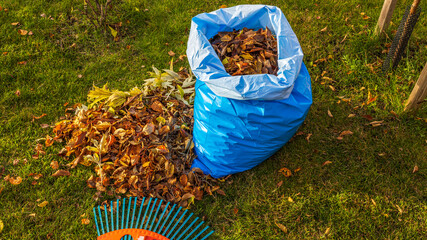 Fototapeta premium Fallen leaves in and rake on still green grass background. Autumn landscape. Fall season concept. Sweden.