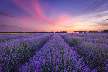 Plakat Lavender flower in the field