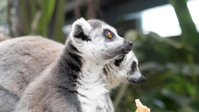 ring lemur