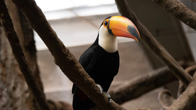 toucan on a branch - Powered by Adobe