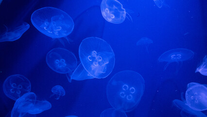 jellyfish in blue water