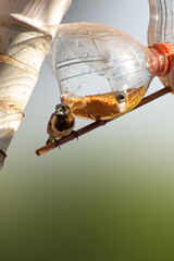 Bronze mannikin seed-eater bird on a homemade bird feeder made of recycled bottles, facing the camera