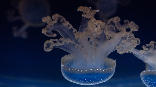 jellyfish in the dark