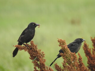 Brewer's Blackbird With A Meal