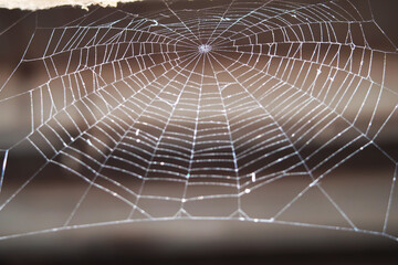Close-up of a spider web with blurred background
