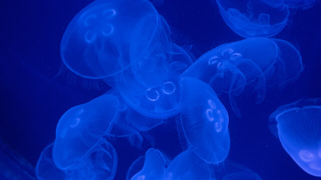 jellyfish in the water
