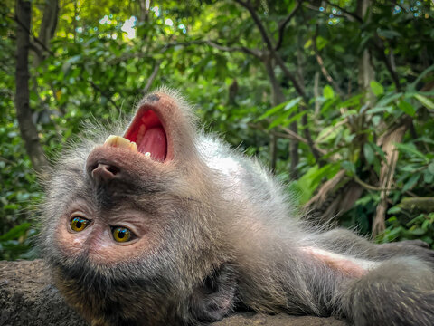 macaque portrait