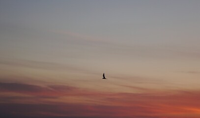 Fototapeta na wymiar seagull in the sky. seagull in flight. birds in the sky.