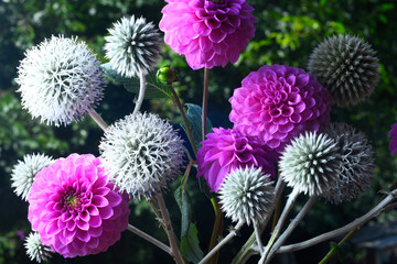 bouquet of garden flowers on a natural  background, spherical buds, white and purple colors.