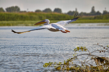 Pelican flying at Donau Delta on a sunny day