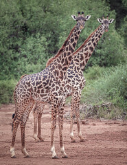 Naklejka na ściany i meble Giraffes on the Serengeti