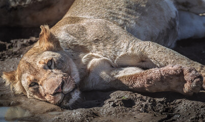 A lion on the Serengeti © expatphotos