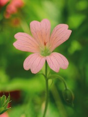 GERANIUM D'ENDRESS BEC DE HERON 