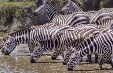 Fototapeta na wymiar Zebras on the Serengeti