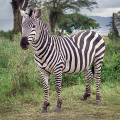 A zebra on the Serengeti