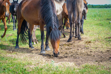 Horses graze in the field.