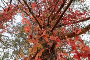 Colorful trees, tree trunks close-up. Idyllic fairy autumn landscape. Green, red, orange and yellow leaves. Natural pattern. Environmental conservation theme.