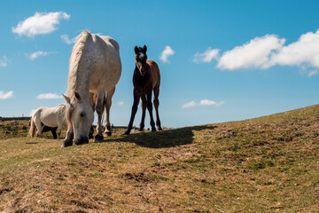 Fototapeta premium White mother horse and small cute foal in a field on warm sunny day. Rich blue cloudy sky. Equine industry. Family concept