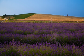Plakat lavender field in Tuscany 