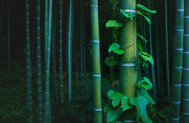 Bamboo trunk covered with envy in mystical forest at Arashiyama grove in Kyoto, Japan