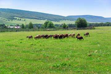 Sheep on a green meadow. Herd.