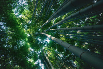 View into treetop of huge bamboo trunks in mystical forest at Arashiyama in Kyoto, Japan