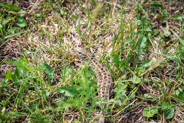 Lizard on a green meadow.
