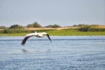Pelican flying at Donau Delta on a sunny day
