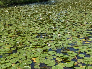 lilies in the pond