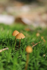 mushroom in the grass