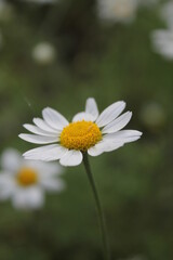 daisy flower