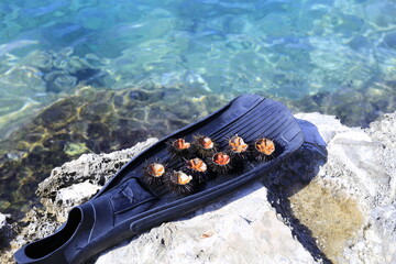 Sea urchins open on diving fin - Ricci di mare aperti su pinna da sub