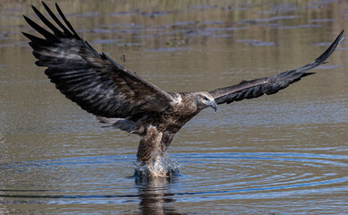 Obraz premium White-bellied sea eagle in juvenile plumage hunting with wings fully spread out
