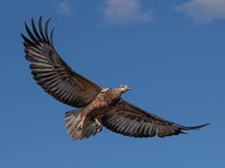Obraz premium White-bellied sea eagle in juvenile plumage hunting with wings fully spread out