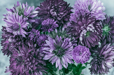 purple asters, buds of autumn flowers on a gray background, wallpaper.