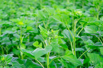 Growing sunflower for oil production.