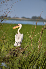 Pelican flying at Donau Delta on a sunny day