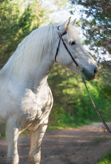 Obraz na płótnie Canvas portrait of white Percheron Draft Horse posing in forest