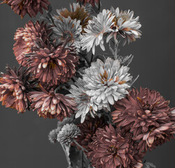 white and red asters on a gray background.