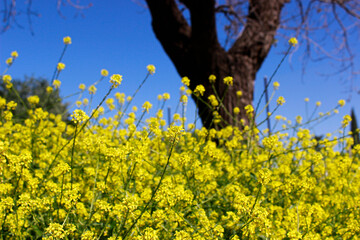 Yellow flowers, Brassica campestris
