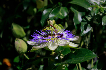 Passiflora caerulea
