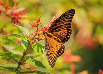 Gulf Fritillary Butterfly